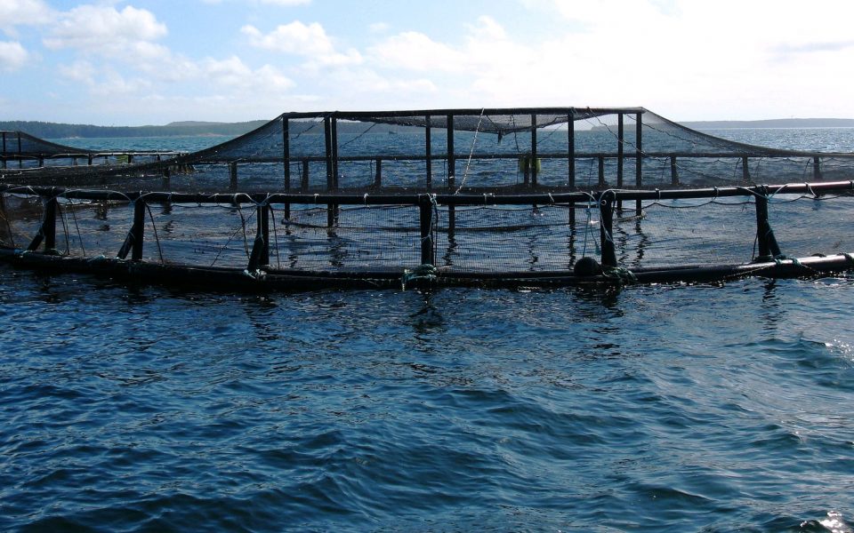 Tilapia farming in Kenya and Tanzania can be profitable! IDH the