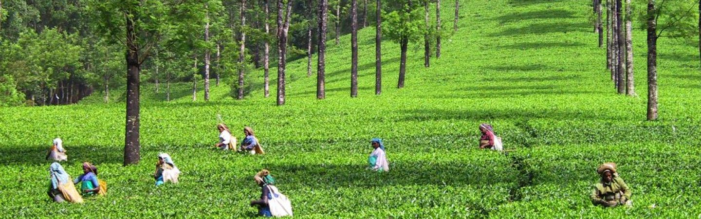 Kerala India Tea Fields