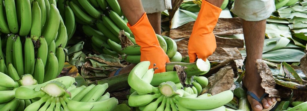 Become and how a to trader vegetable fruit How to become a fruit and vegetable trader