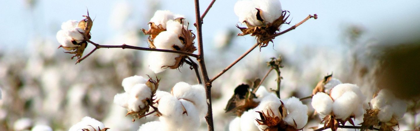 Cotton - IDH - the Sustainable Trade Initiative