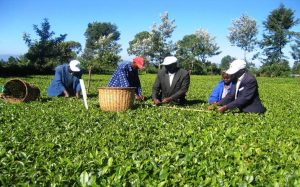 Kenya tea