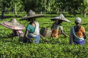 Tea Assam