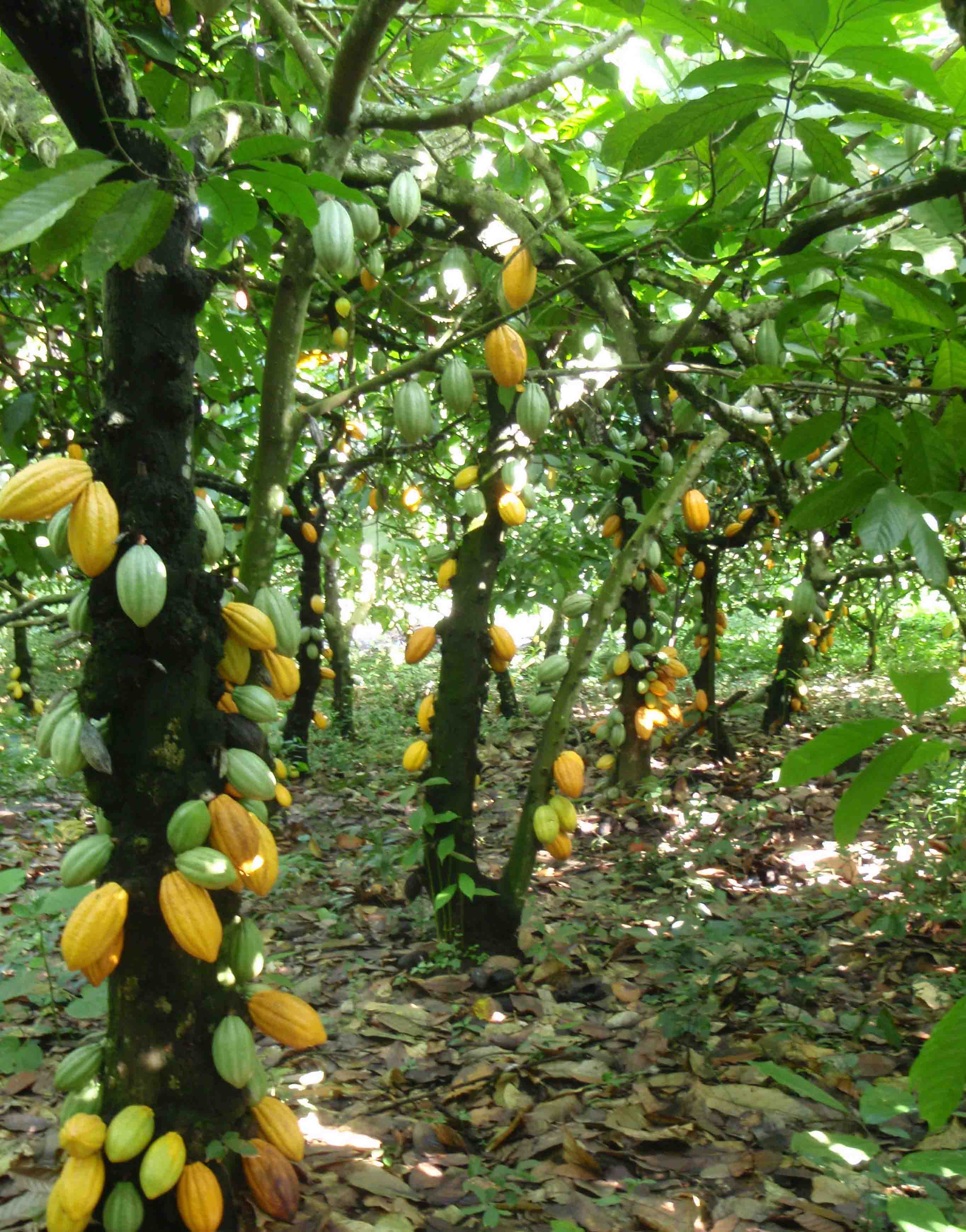 C Te D Ivoire And Ghana Release Implementation Plans Of The Cocoa And Cacao Tree Forest