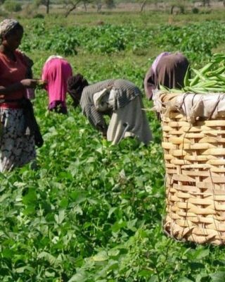 Fruits farmers in field with beans