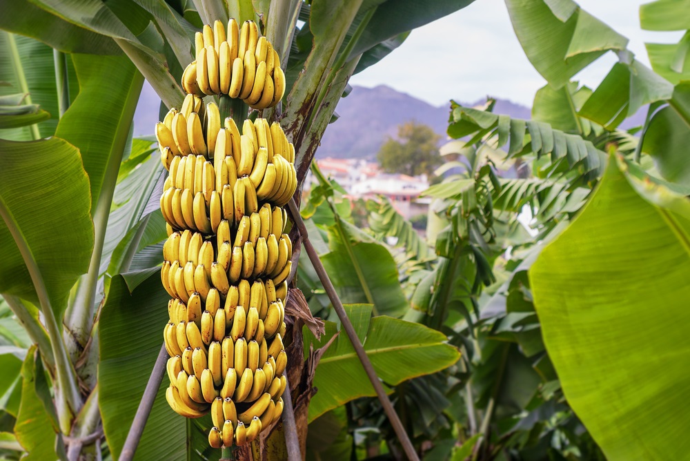 Improving working conditions on banana plantations across Ecuador ...