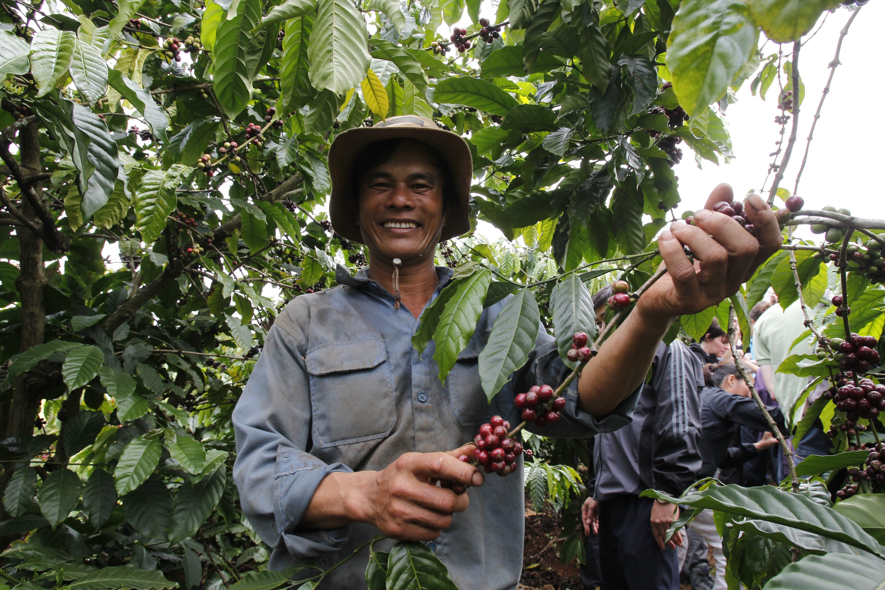 Source or sink: The carbon footprint of Vietnam robusta coffee - IDH ...