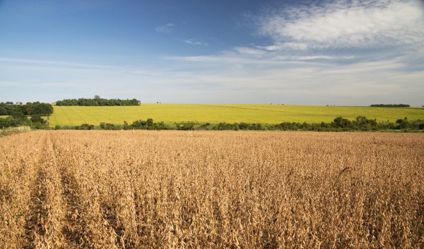 soy-field
