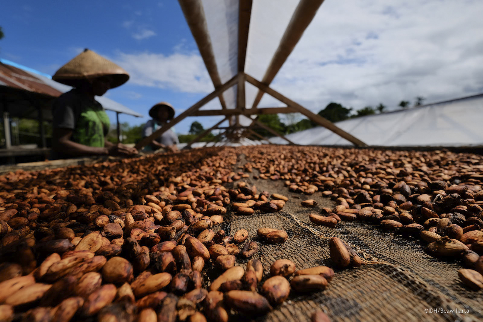 Indonesia New chocolate a “pioneer” of green investment in West Papua