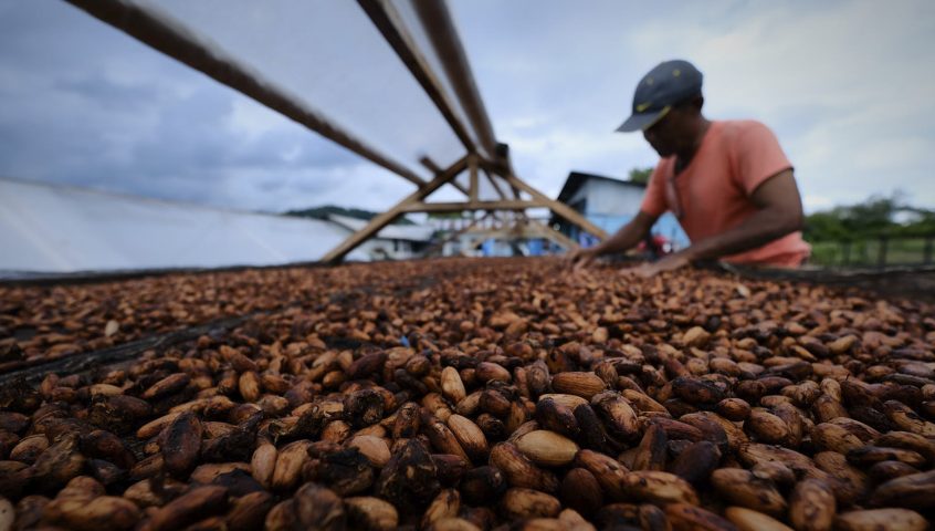 Cocoa sourcing - Chocolate Bar Ransiki West-Papua Indonesia