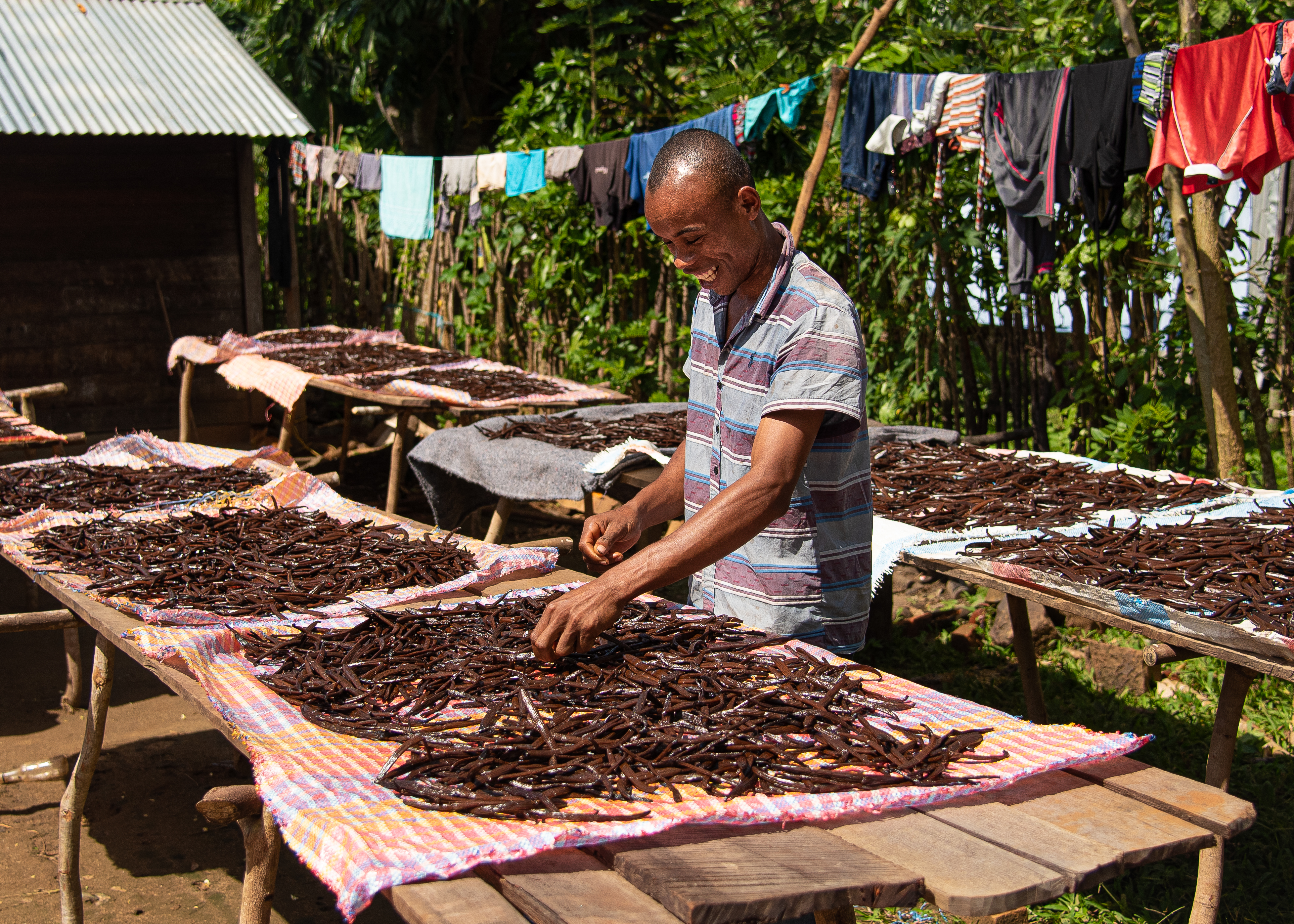 Sustainable Vanilla Initiative (SVI) - IDH - the Sustainable Trade  Initiative