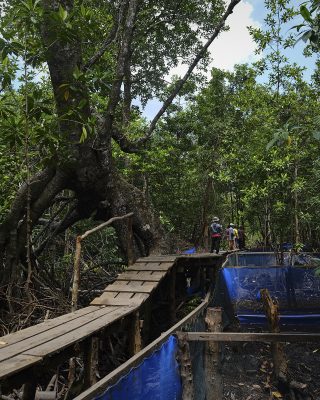 Farmers agreed to protect 70,000 ha of mangrove, peat and forest in Kubu Raya, which has the biggest Village Forest in Indonesia