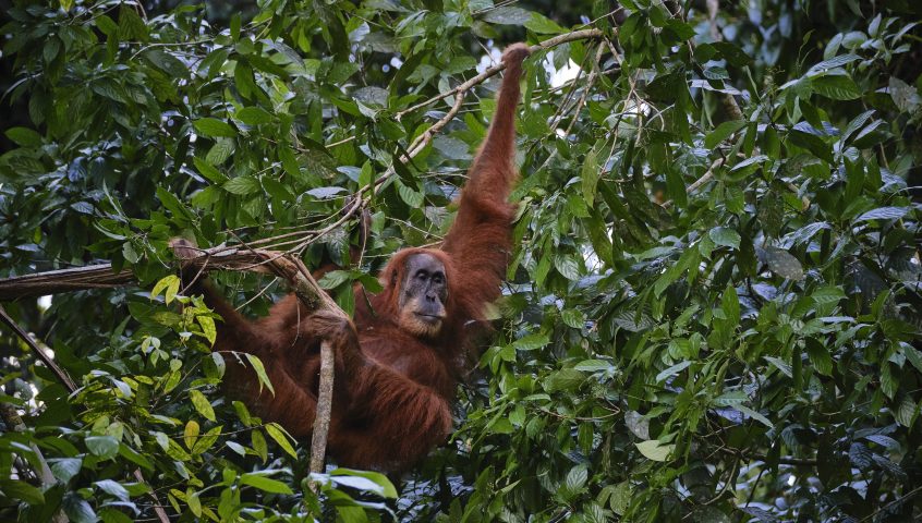 Orangutan in Leuser Ecosystem, Aceh Province, Indonesia