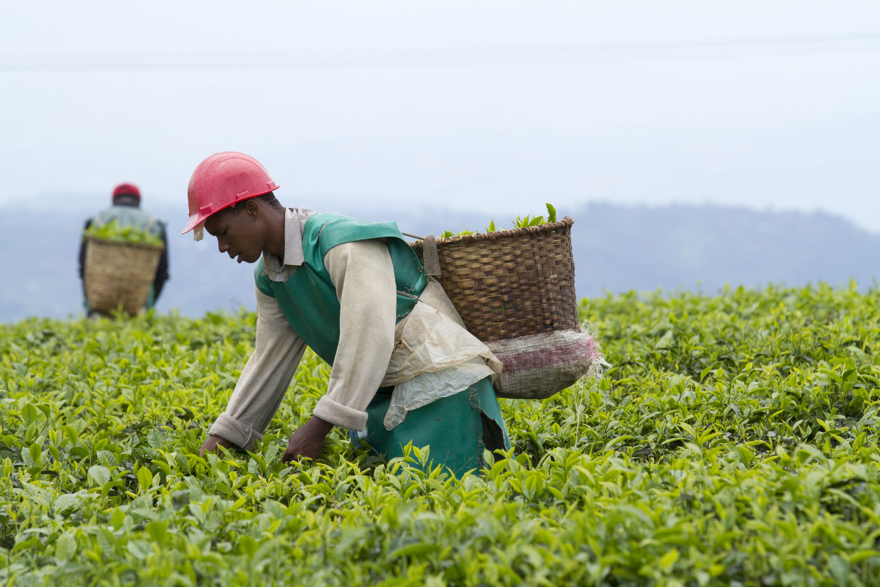 Emergency response in tea supply chain IDH the Sustainable Trade