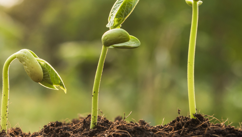 Sowing the seeds of innovative finance