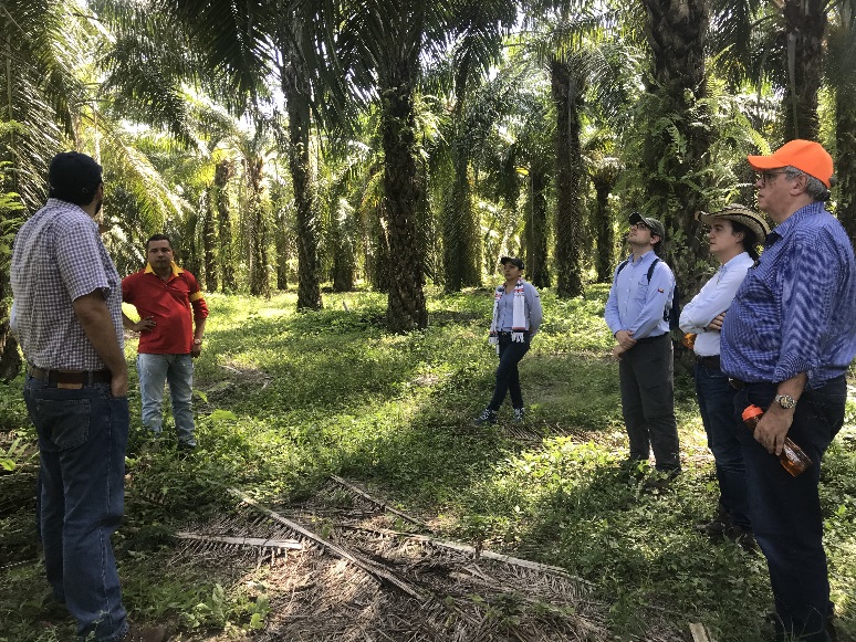 Palm oil plantation, Colombia