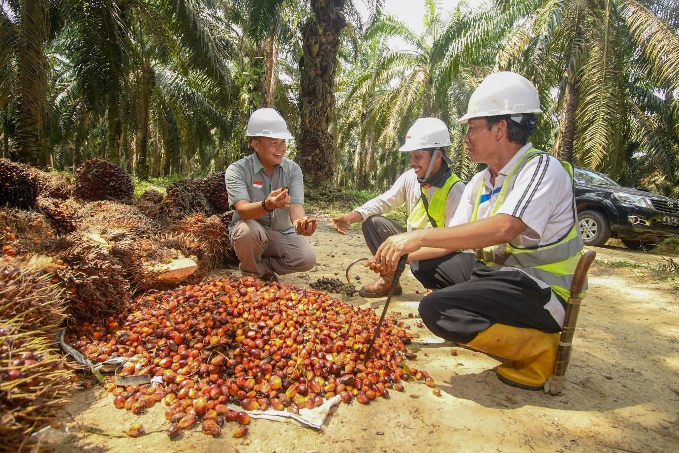 Press Release: Cargill Tropical Palm and IDH working together to help  independent Indonesian palm oil smallholders increase yields sustainably -  IDH - the sustainable trade initiative