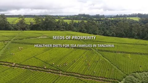 seeds of prosperity video