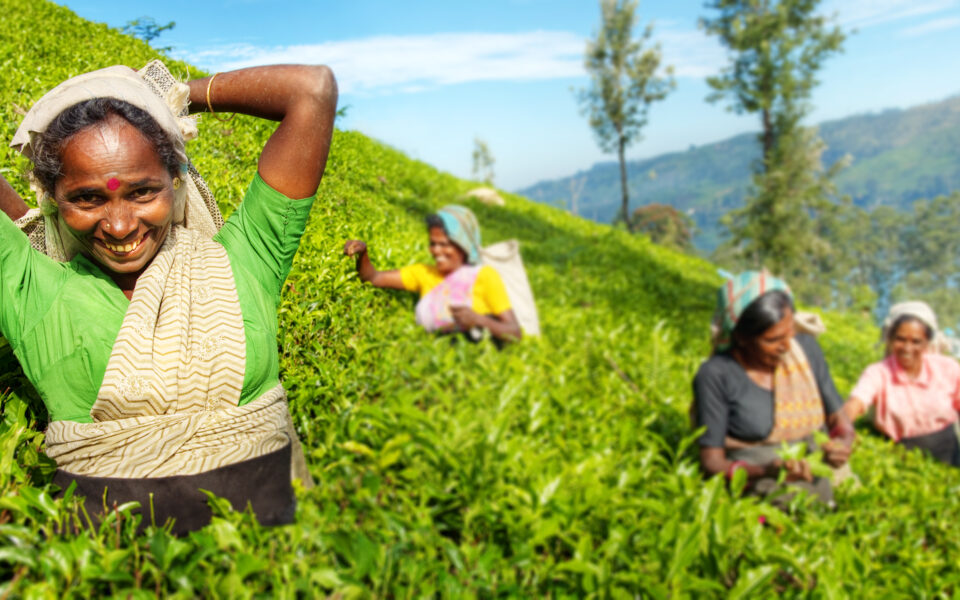 Strengthening the tea value chain in Rwanda - IDH - the Sustainable ...