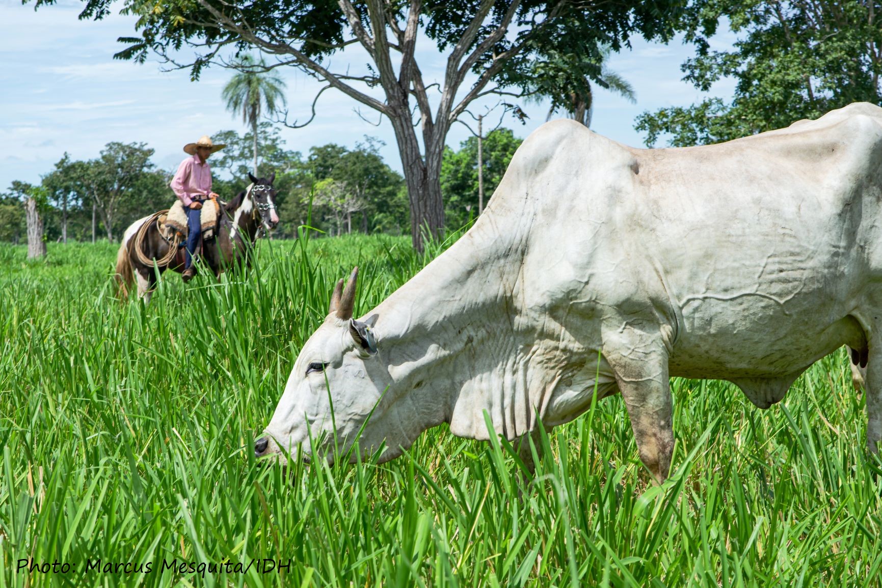 Cattle farmer in Mato Grosso state