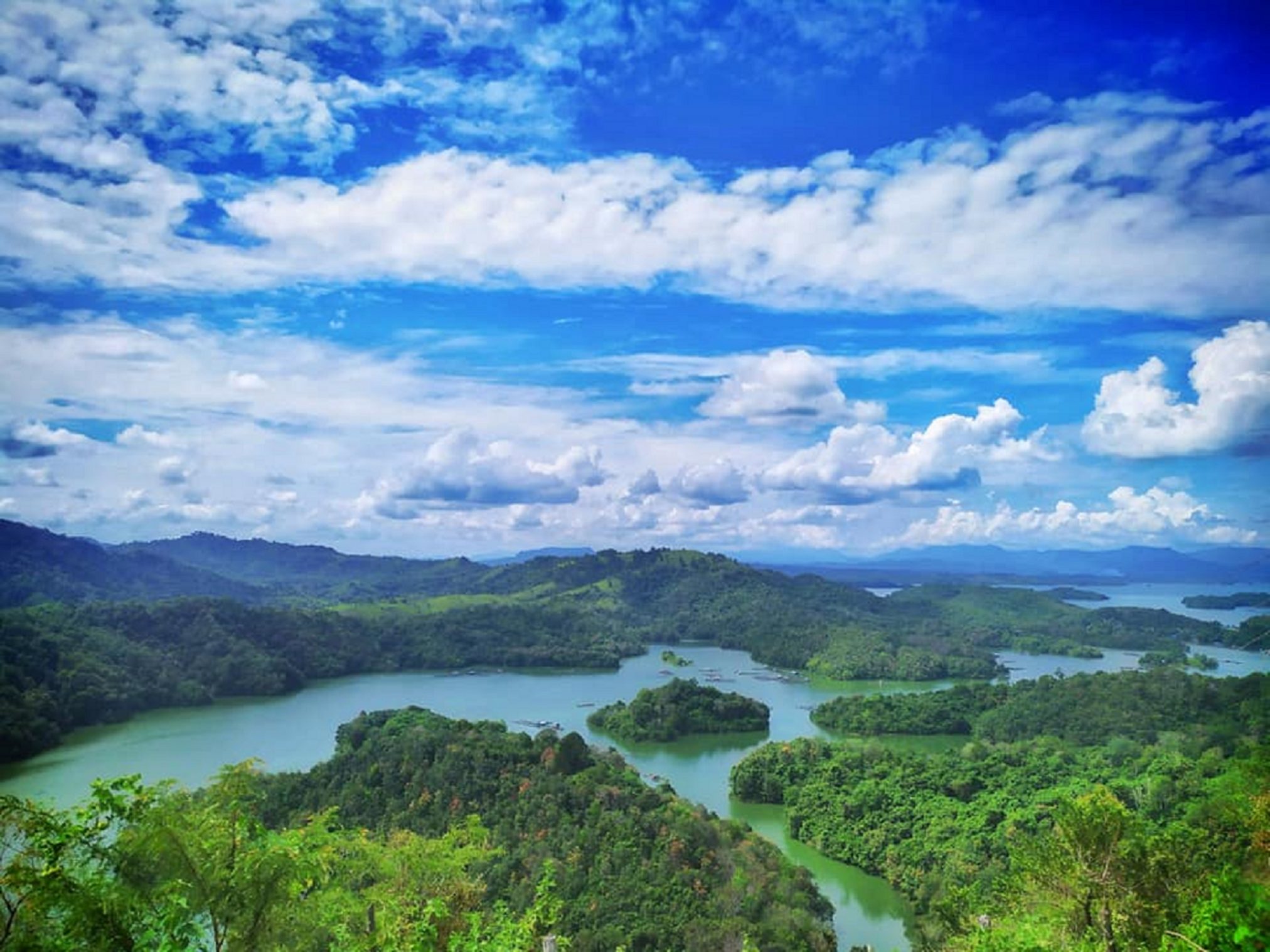 Tropical forest scenery