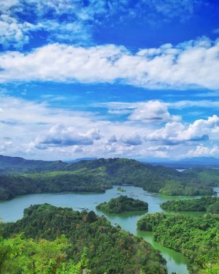 Tropical forest scenery