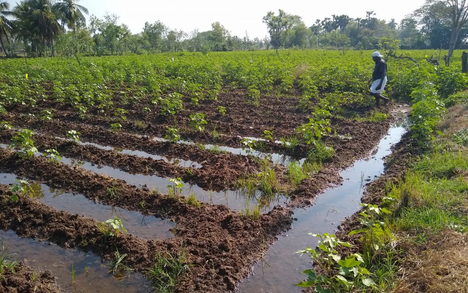How to farm Tilapia more efficiently? IDH the sustainable trade