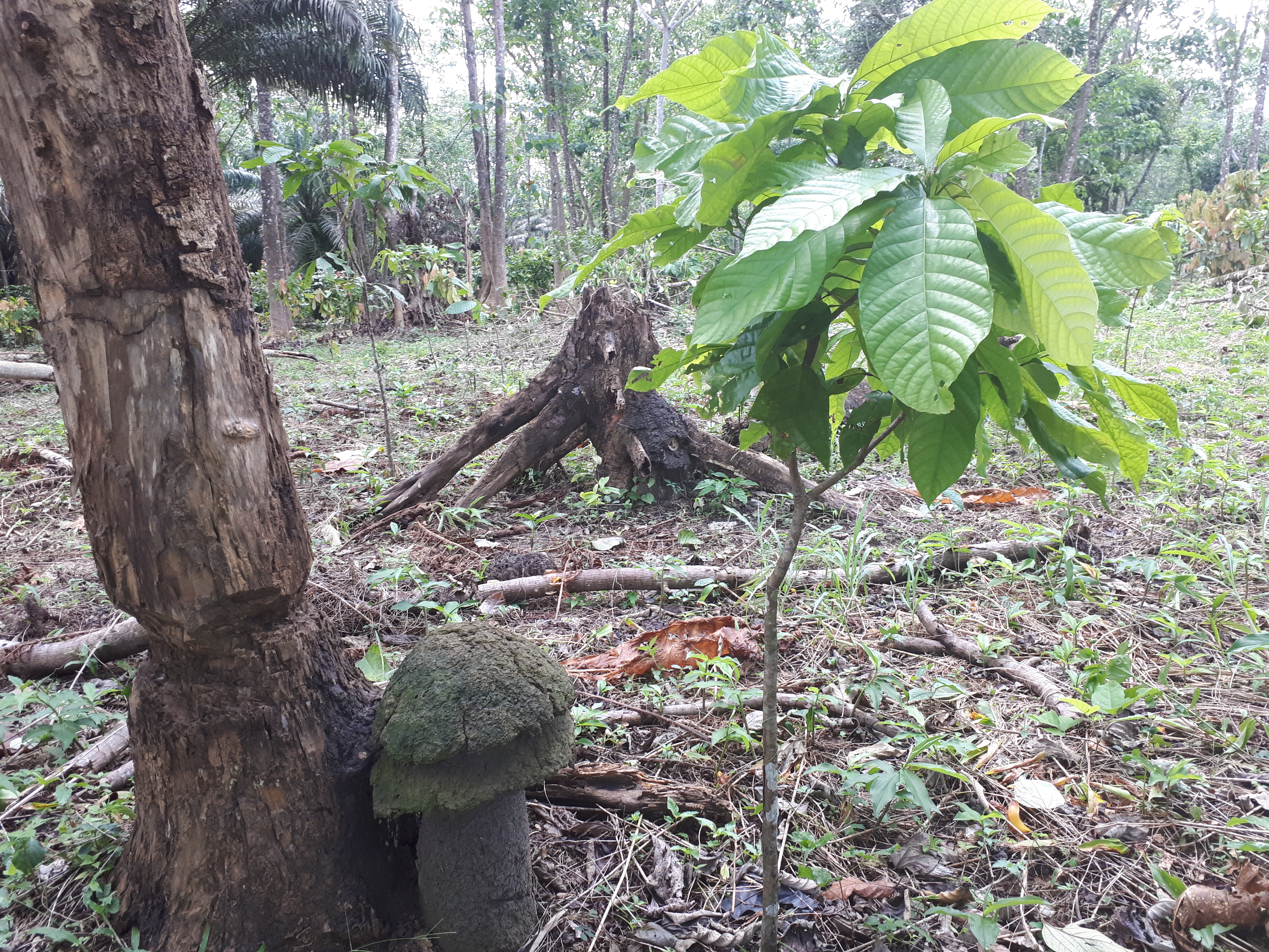 Smallholder farmers debarked trees and cleared forests to plant new cocoa in West Africa