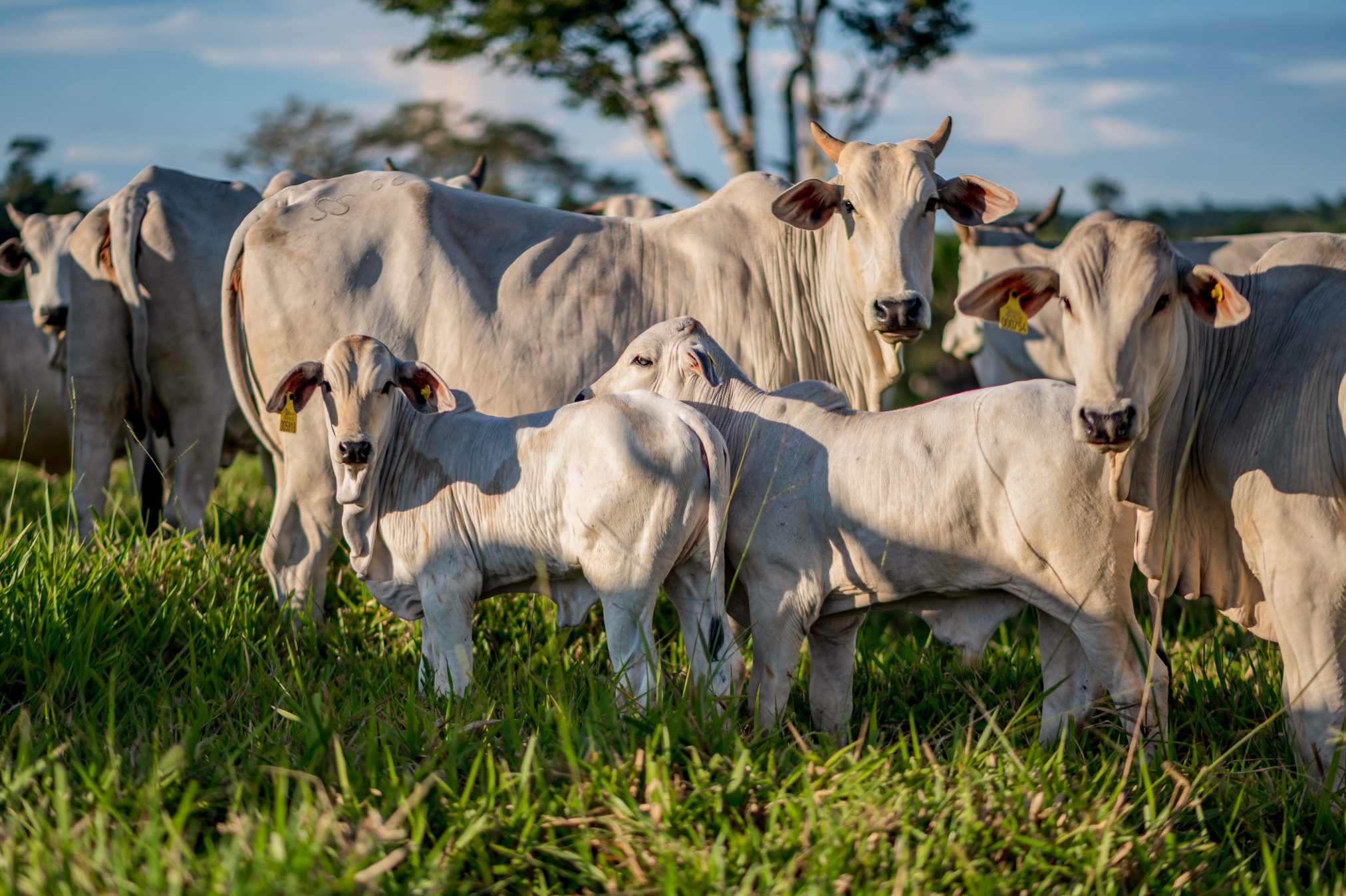 Cattle in Brazil