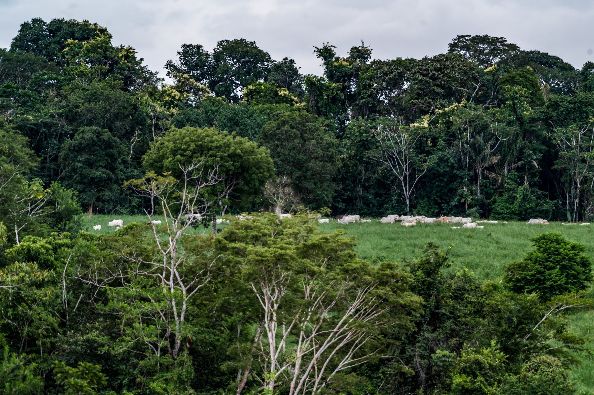 Cattle in the forest frontier of Mato Grosso
