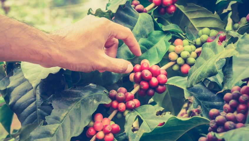 NKG BLOOM Lays the Foundation for Living Income in coffee