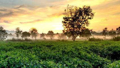 Strengthening the tea value chain in Rwanda - IDH - the sustainable ...