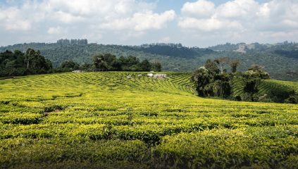 Strengthening the tea value chain in Rwanda - IDH - the sustainable ...