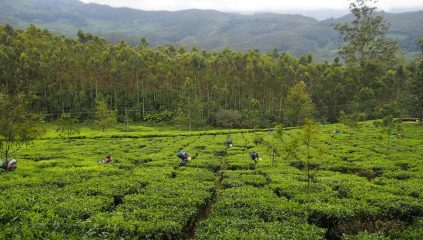 Strengthening the tea value chain in Rwanda - IDH - the sustainable ...