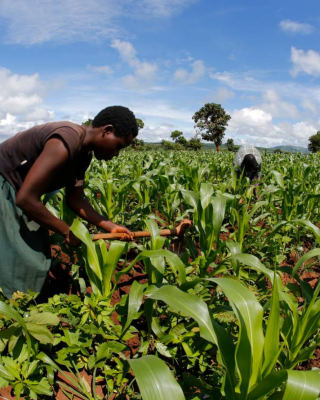 Farming adjacent to forest