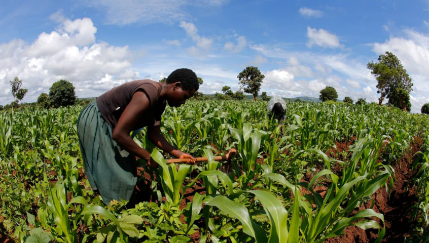 Farming adjacent to forest