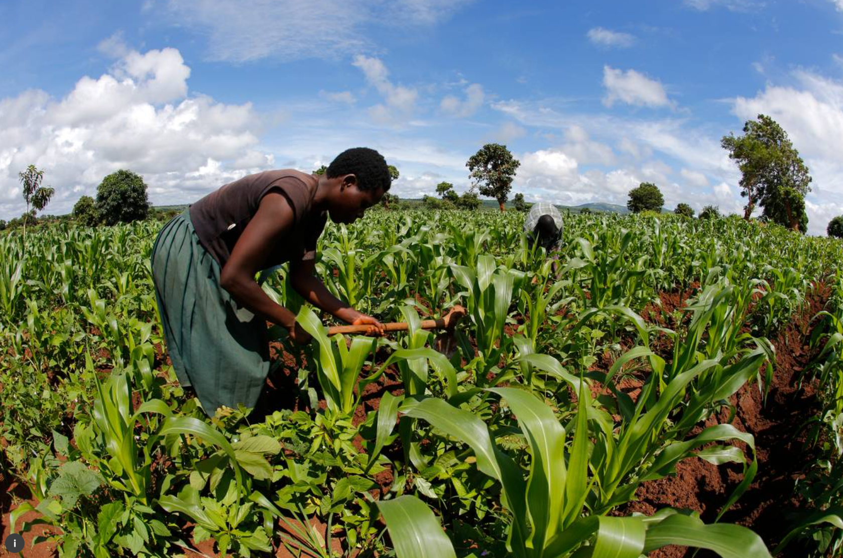 Farming adjacent to forest