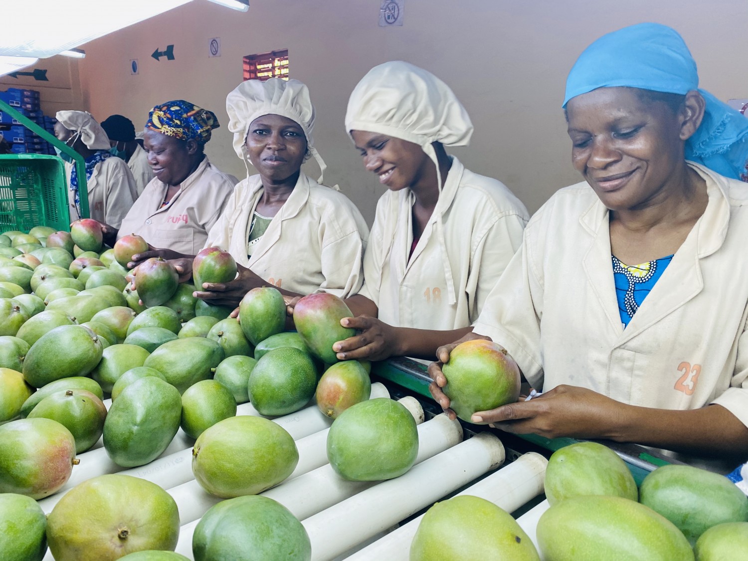 Eosta Fruiteq mango workers