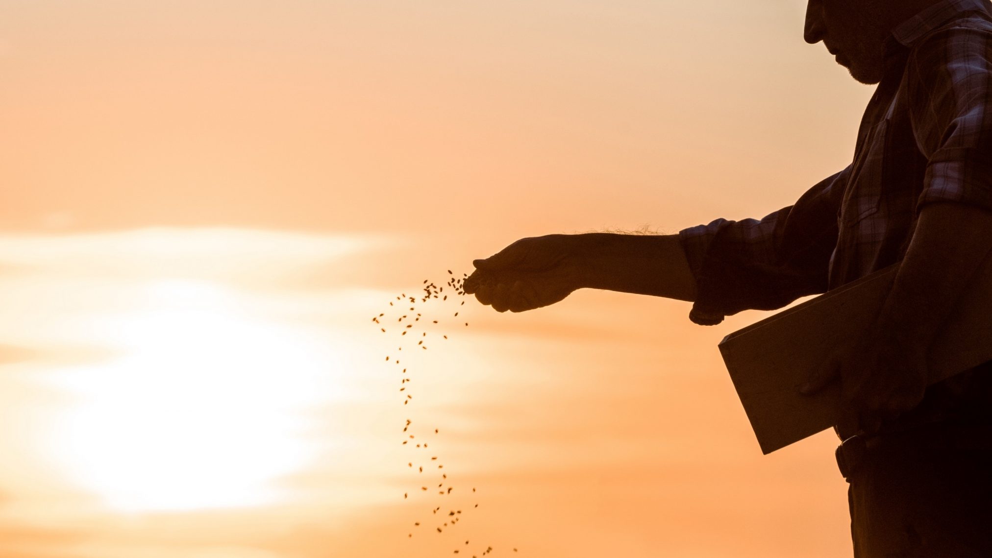 sowing seeds 