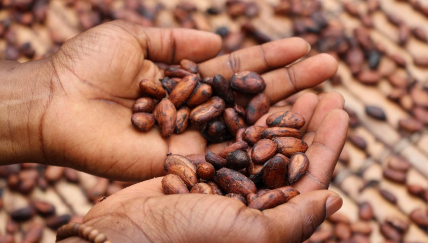 cocoa cote ivoire