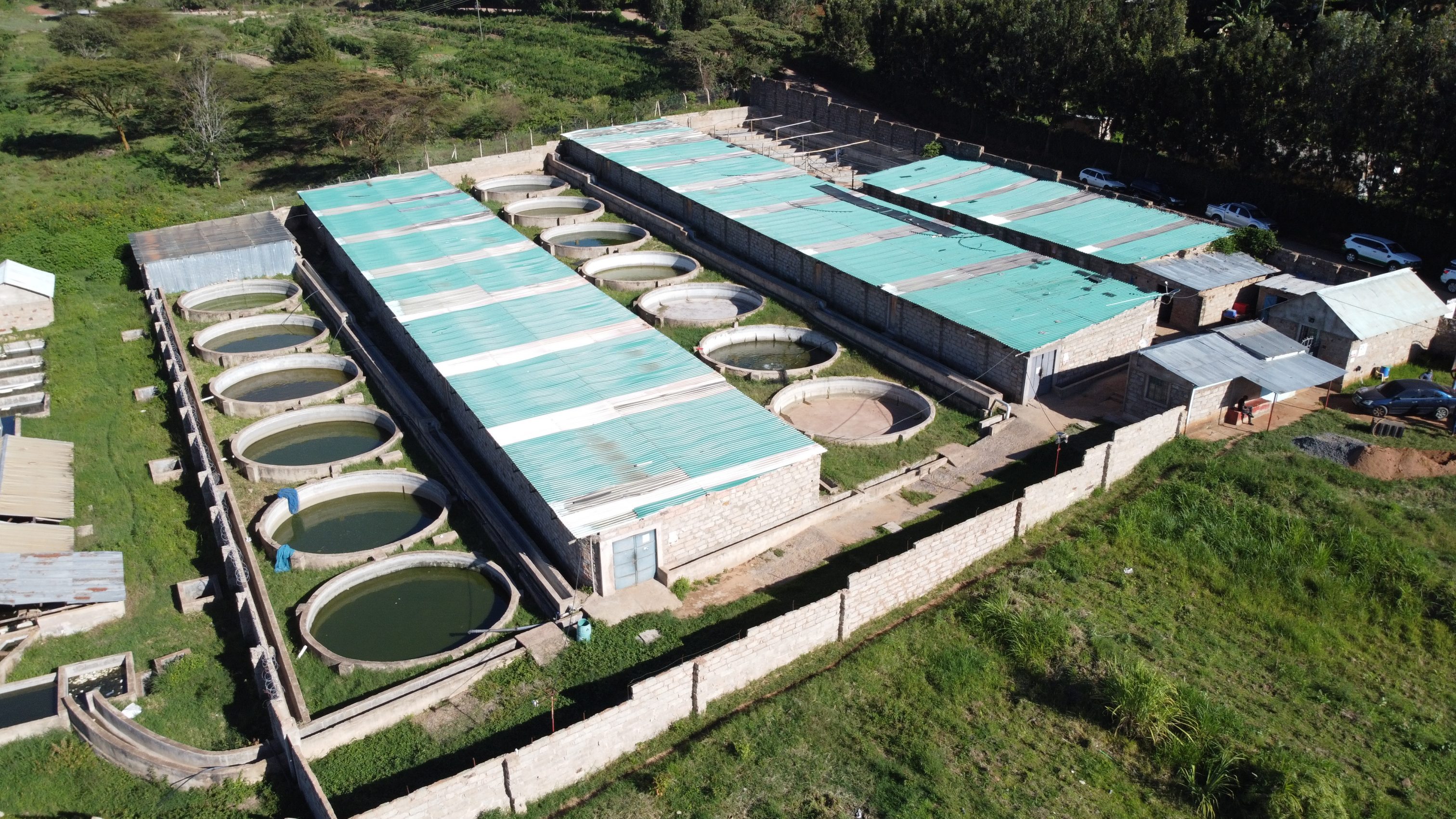Kenyan tilapia farming businesses unlock aquaculture markets IDH