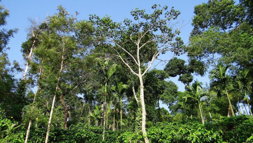 agroforestry coffee plantation, image by Bishnu Sarangi