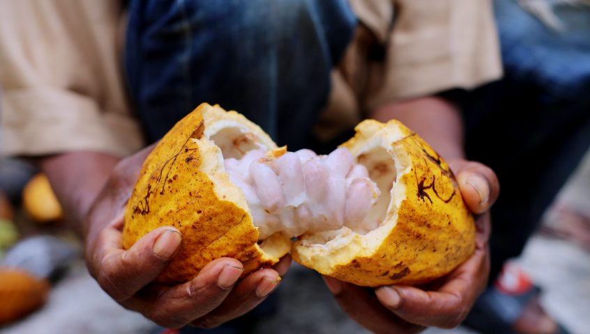 cocoa pod