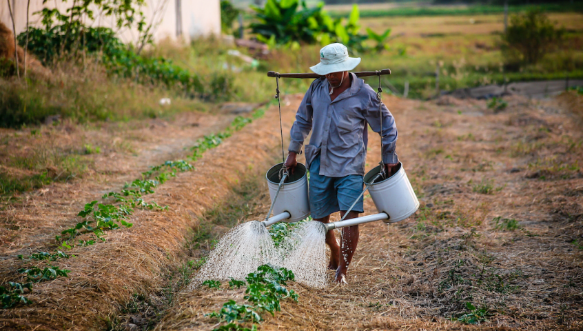 Sustainable Vanilla Initiative (SVI) - IDH - the Sustainable Trade  Initiative