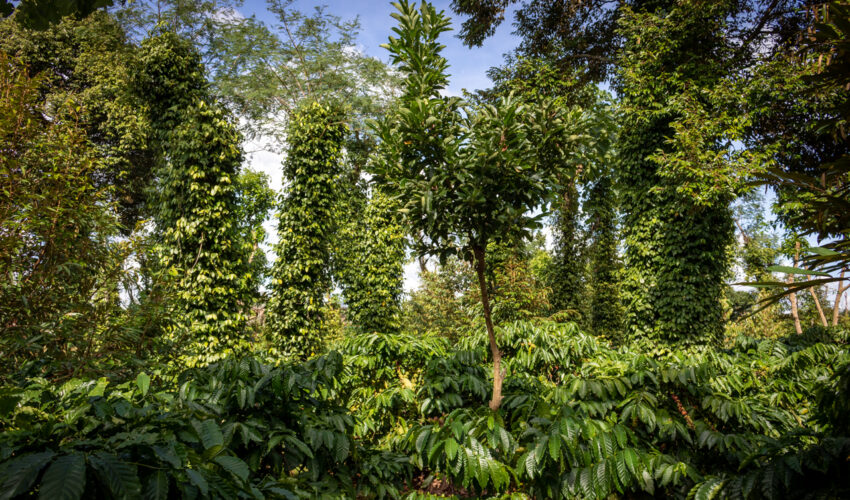 A model pepper farm integrating coffee and overstory trees as an intercropping strategy