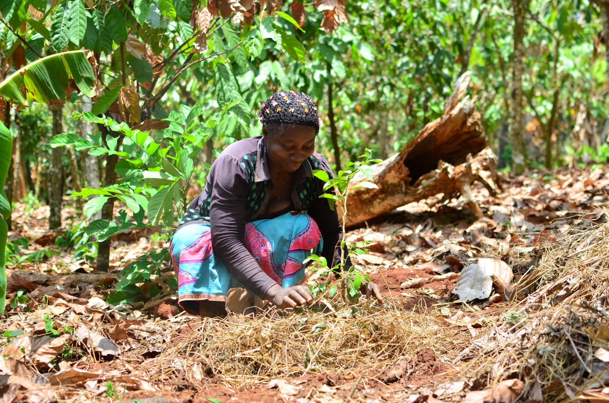 Farmer-Marie-Nicole-Nga-plants-a-Citrus-Volkameriana-plant-for-the-purpose-of-producing-citrus-rootstock-for-income-generating-activities.-Photo-Youmbs