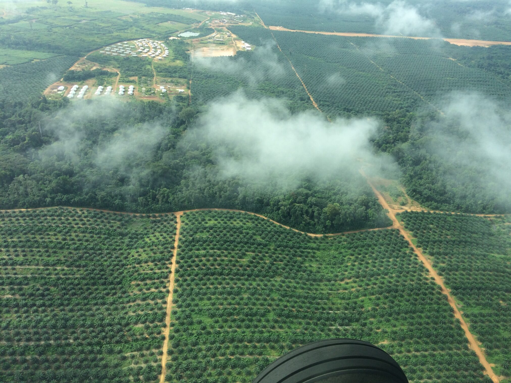 An aerial view of palm oil plantations in Liberia