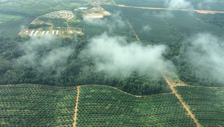 Palm Oil Landscape - Liberia